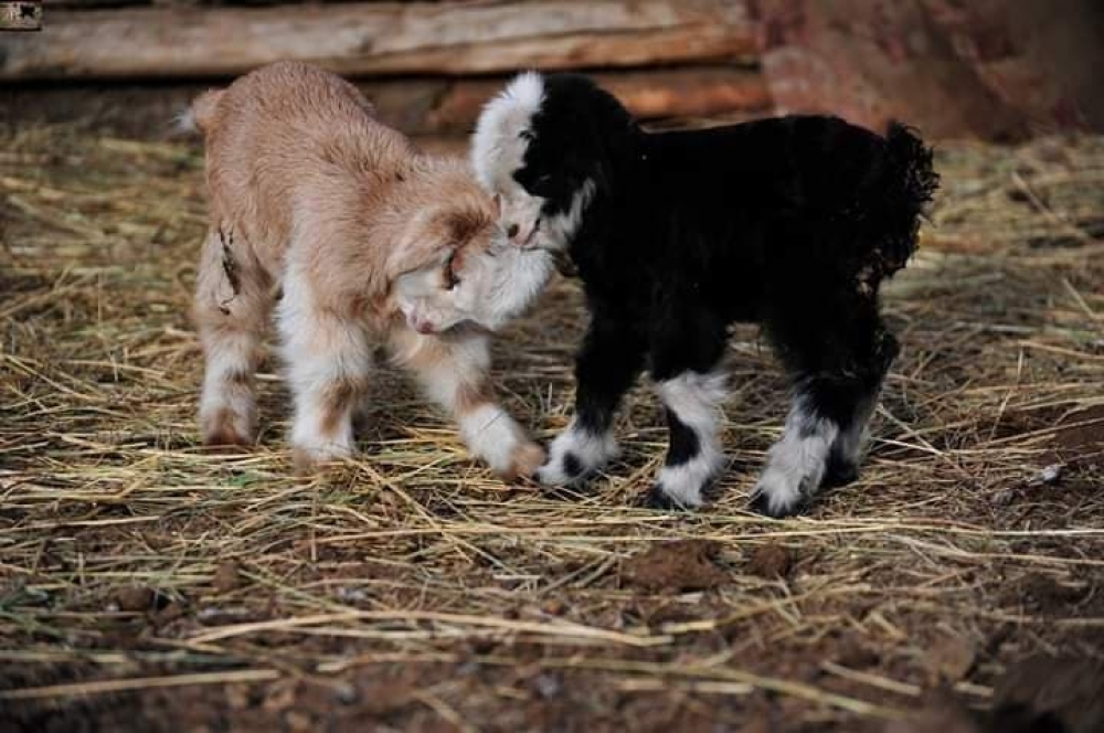 Улсын хэмжээнд мал төллөлт 50.4 хувьтай үргэлжилж байна