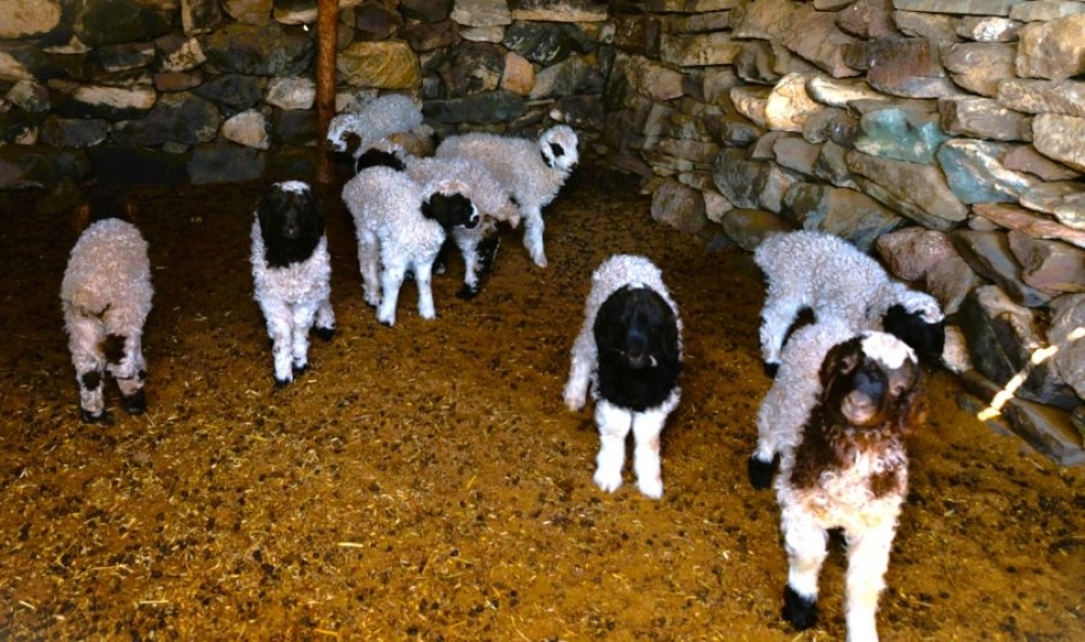 Төл бойжилт 99.1 хувьтай байна