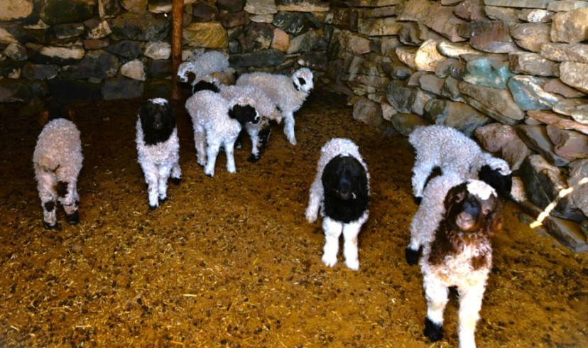 Төл бойжилт 99.1 хувьтай байна