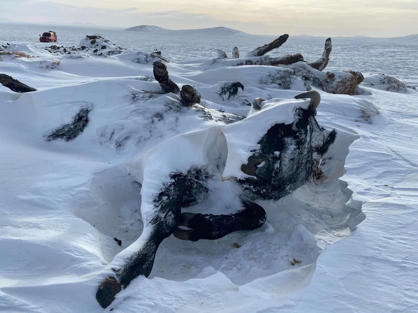 Зудын эрсдлийн үнэлгээгээр 11 аймгийн 43 сум цагаан зудтай гарлаа
