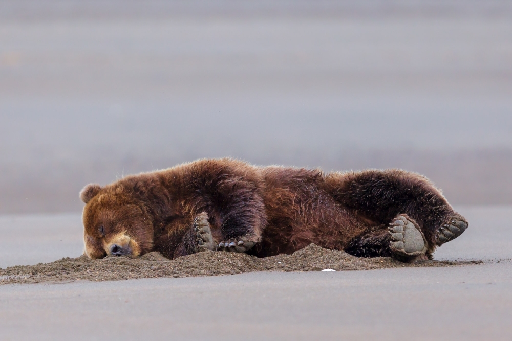 Дорнод аймгаас орох, гарах автомашины хөдөлгөөнийг хязгаарлав
