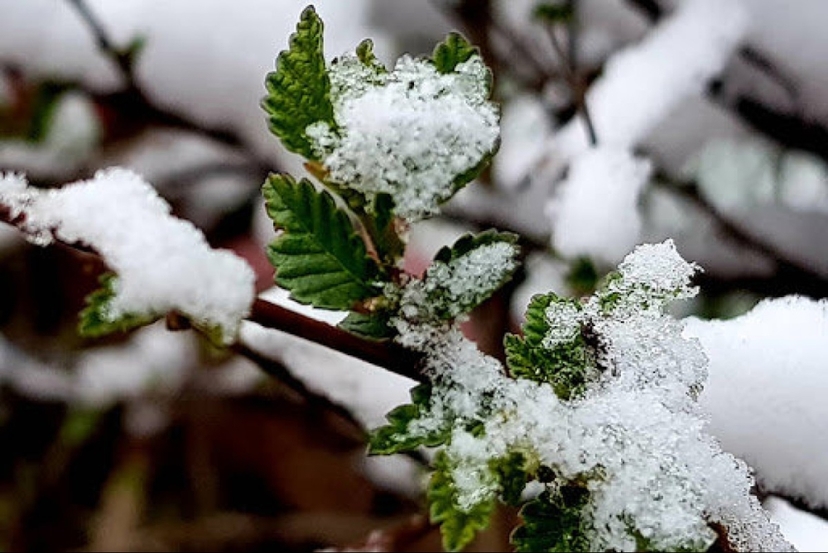 ЦУОШГ-аас 2026 оны гуравдугаар сарын цаг агаарын урьдчилсан төлөвийг танилцуулж байна.