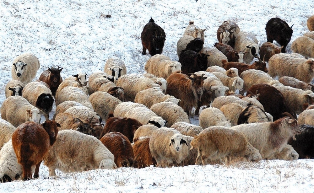 Төв, зүүн, говийн аймгуудын нутгаар цас орж шуурна