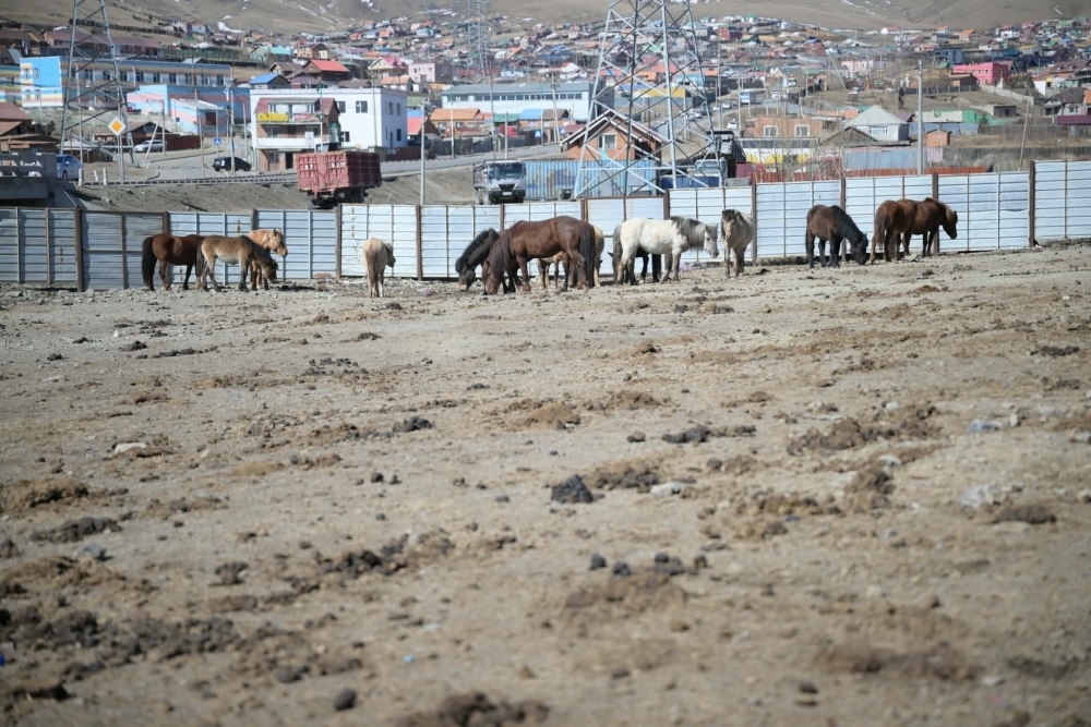 Нийслэлийн мал аж ахуй эрхлэхийг хориглосон бүсээс мал гаргах нэгдсэн арга хэмжээг зохион байгуулж байна