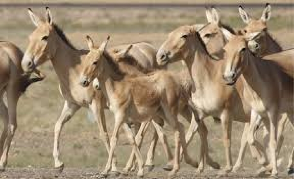 Хулан хамгаалах өдөр тохиож байна