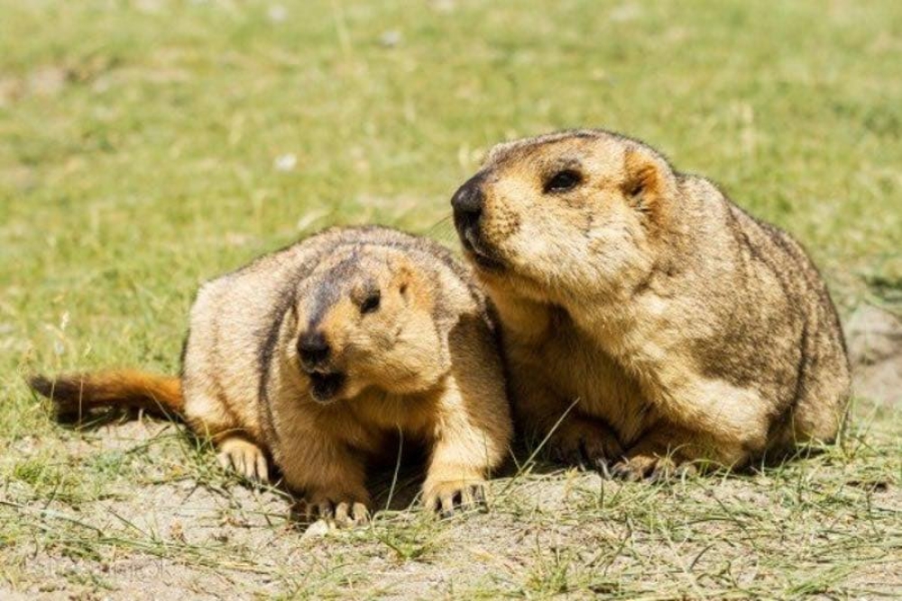 Хөвсгөл аймгийн Мөрөн, Цагаан-Уул суманд онц байдал тогтоолоо