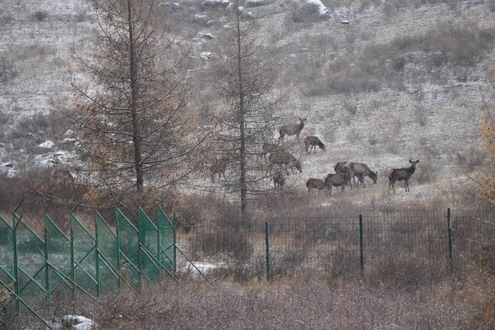 Богдхан уулын хашаануудыг буулгаж эхэллээ